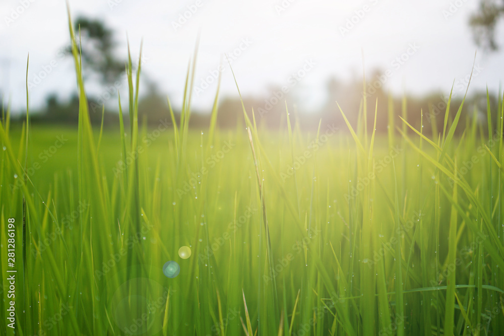 Green rice plant pattern background Green rice plant pattern background