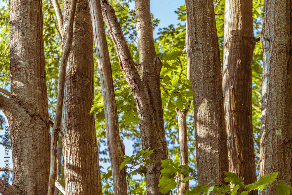 Fototapeta premium Tree Stumps With Branches of Leafs