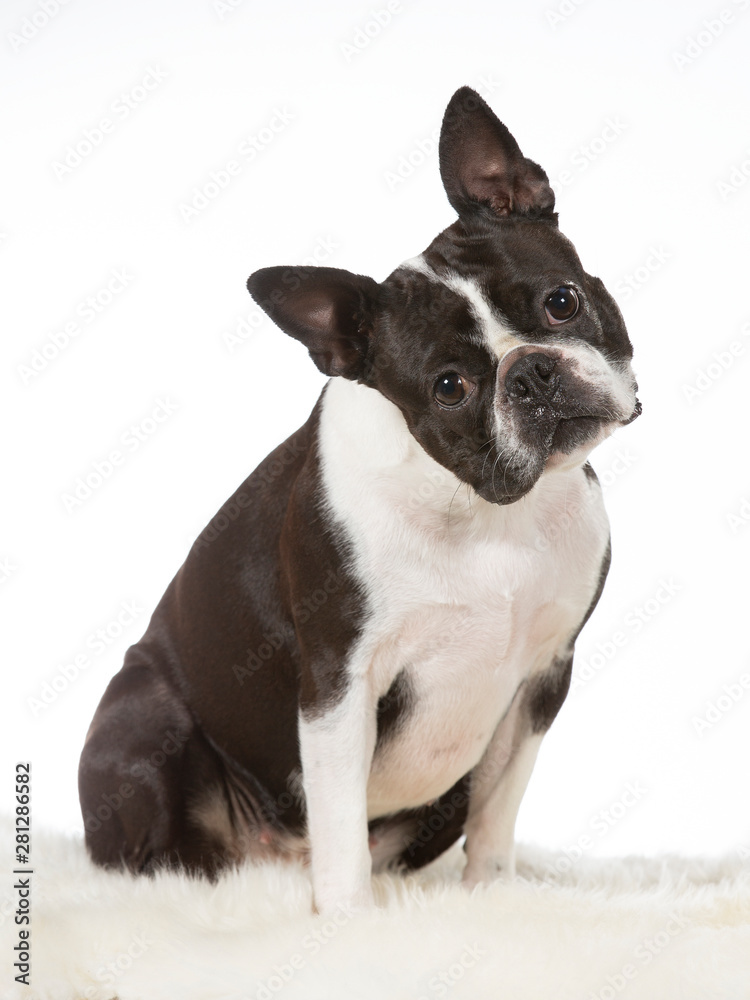 Boston terrier dog tilting head funny. Funny looking puppy.. Image taken in a studio with white background. Isolated on white. Boston terrier dog tilting head funny. Funny looking puppy.. Image taken in a studio with white background. Isolated on white.