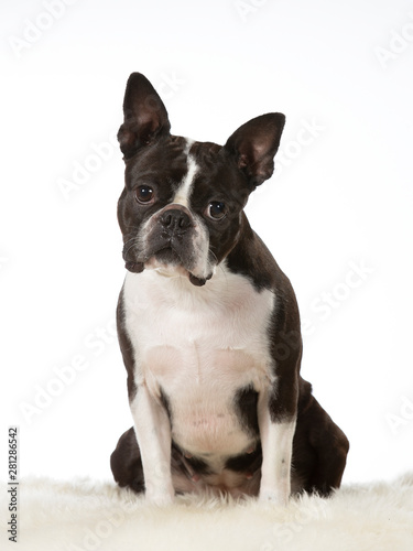 Boston terrier dog portrait. Image taken in a studio with white background. Isolated on white. © Jne Valokuvaus