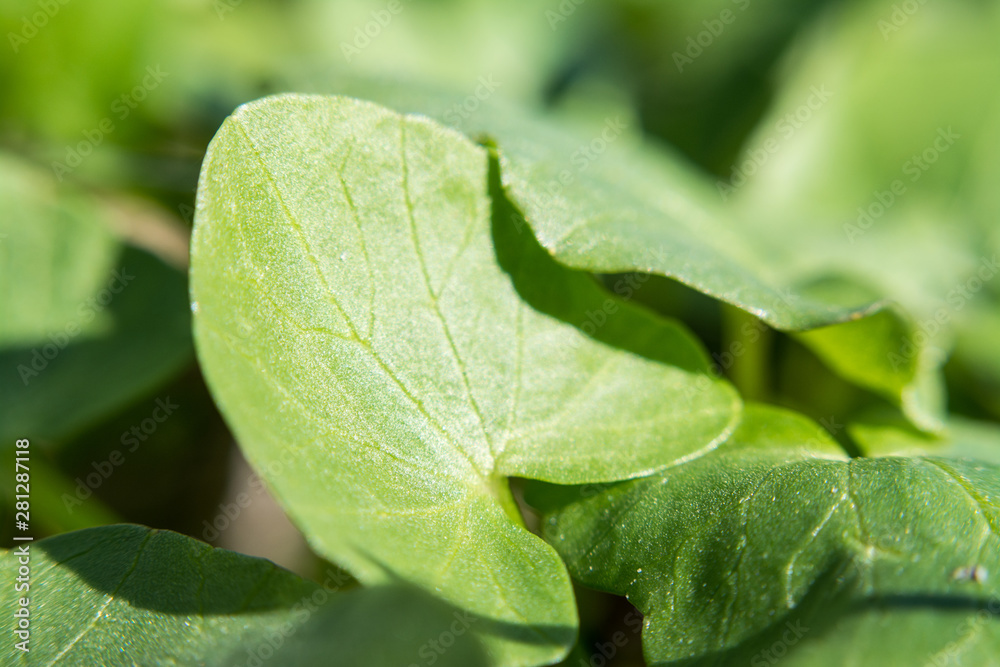 Green spring small leaves with blurred background grass fresh close up sunny macro natural Green spring small leaves with blurred background grass fresh close up sunny macro natural
