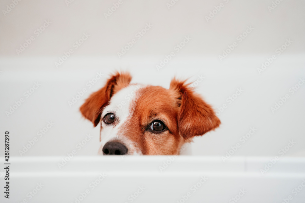 cute lovely small dog wet in bathtub ready to get clean and dry home. white background. Pets indoors