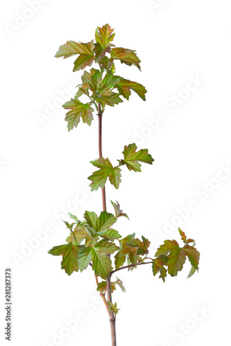 young green plant of fresh viburnum tree is isolated on white background