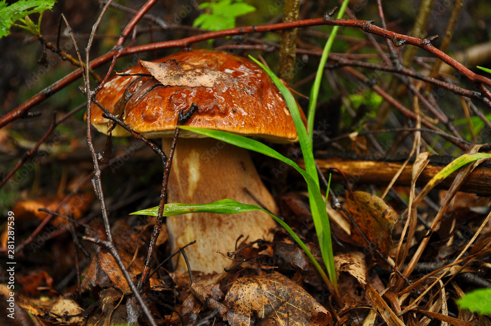Fototapeta premium White mushroom close up. Forest, summer, nature