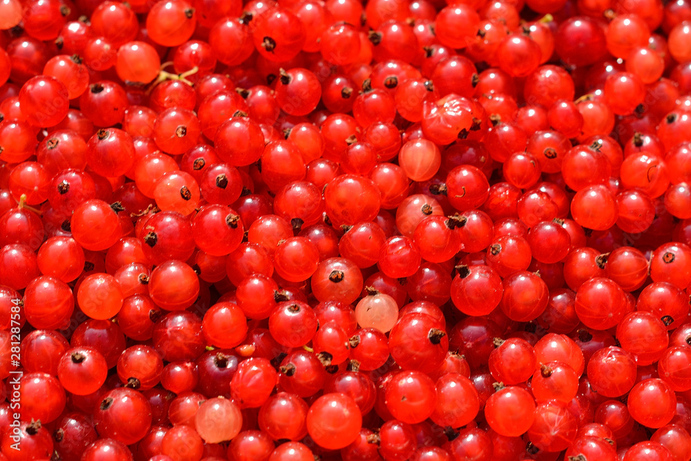 background of red currant berries background of red currant berries