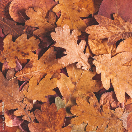 Autumn composition. Texture made of dried oak leaves. Autumn, fall, thanksgiving day concept. Flat lay, top view, copy space, square