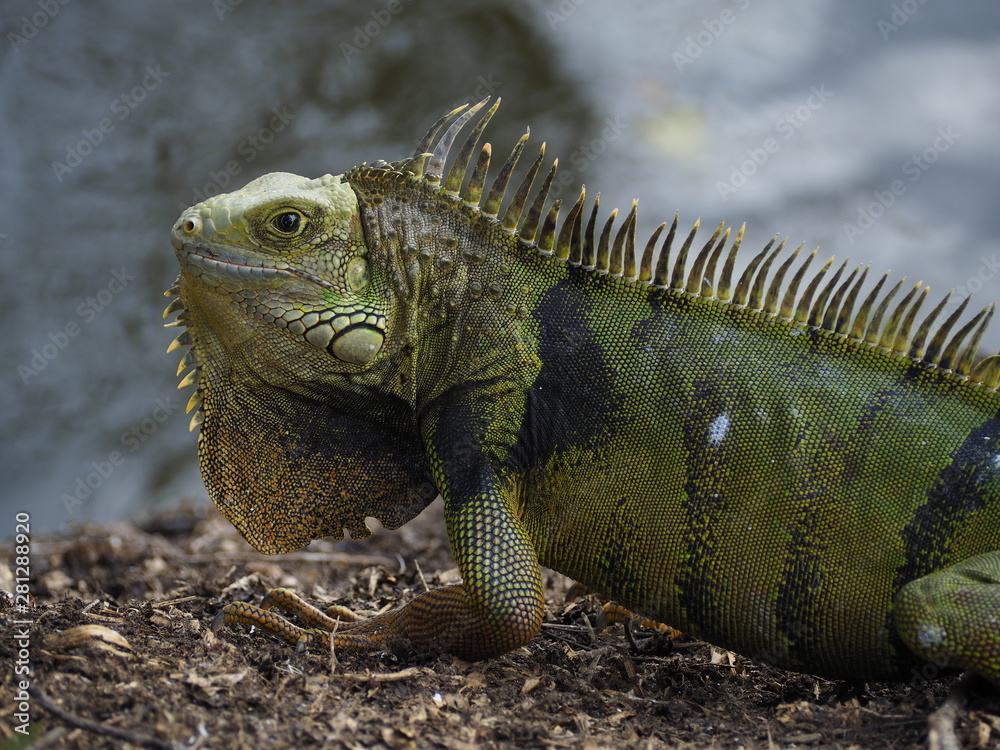Fototapeta premium Big Green Iguana