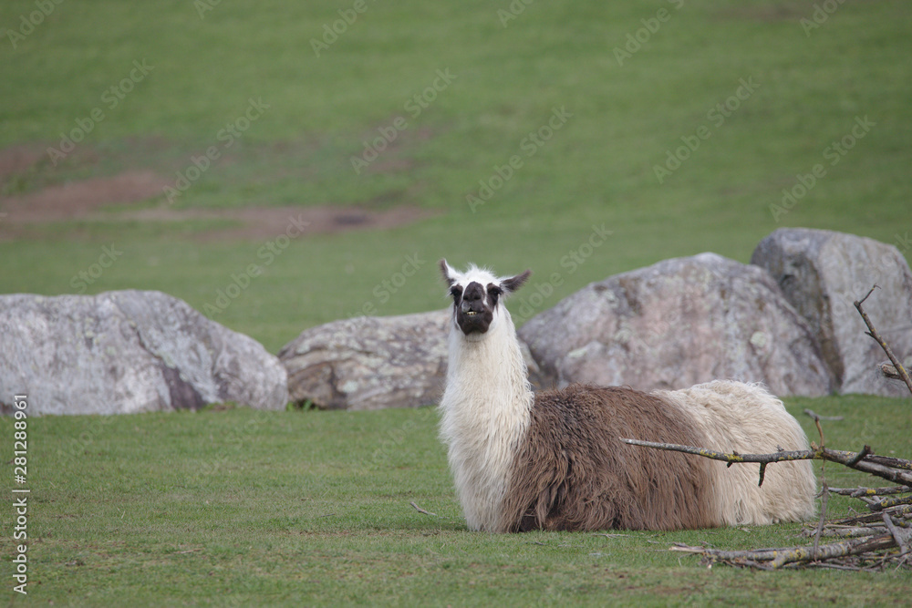 White brown llama with black head lying on a green field looking to camera