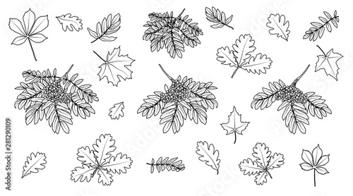 Set of leaves and black branches on a white background