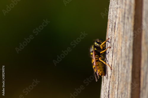 Faltenwespe oder gemeine Wespe sammelt Holz für ihr Wespennest und steht unter Artenschutz als bedrohte Tierart