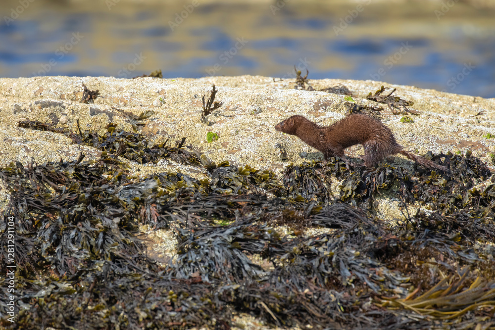 American mink, Neovison vison, standing/looking on coastal sea rocks and seaweed during a sunny summers days. Scotland, July.