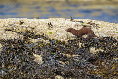 Obraz na płótnie American mink, Neovison vison, standing/looking on coastal sea rocks and seaweed during a sunny summers days. Scotland, July. w salonie