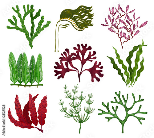 Seaweeds Flat Set
