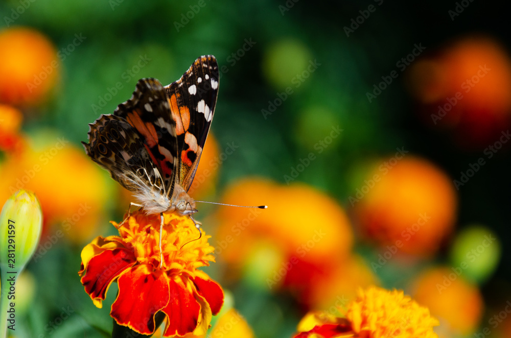 Painted lady butterfly, Vanessa cardui, adult on orange marigold in summertime Painted lady butterfly, Vanessa cardui, adult on orange marigold in summertime