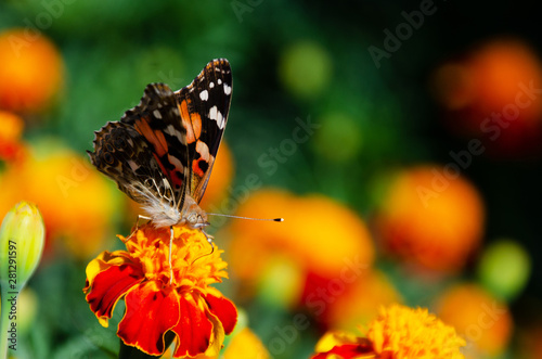Painted lady butterfly, Vanessa cardui, adult on orange marigold in summertime