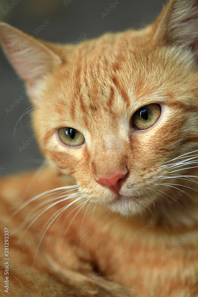 portrait of red fluffy cat portrait of red fluffy cat