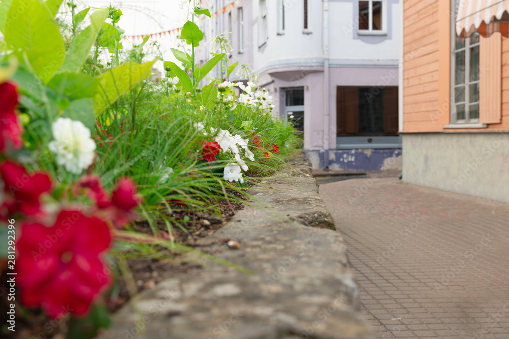 Naklejka premium Colorful street with flowers in Cesis, Latvia 