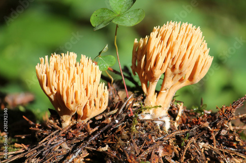 Coral fungus Ramaria eumorpha (syn. Ramaria invalii) in wild. July, Belarus photo