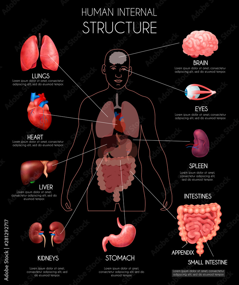 Realistic Human Internal Organs Infographics Stock Vector | Adobe Stock