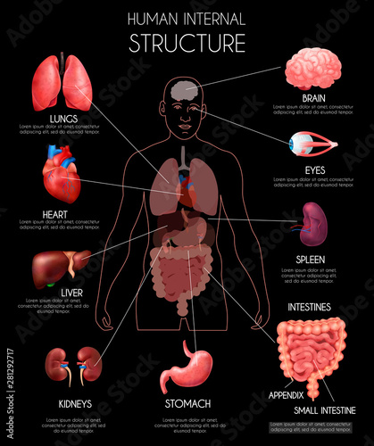 Realistic Human Internal Organs Infographics