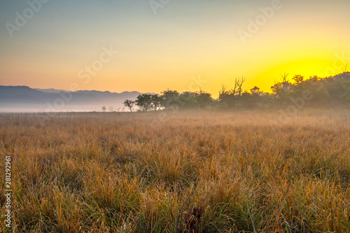 Misty grassland in Corbett National Park, India 