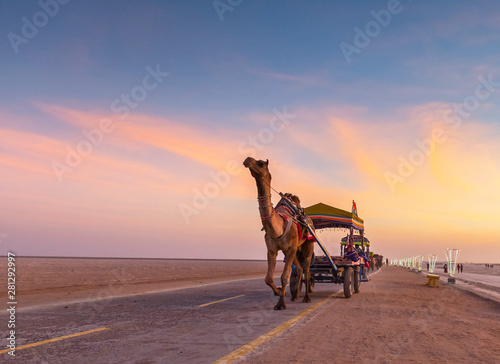 Colorful camel cart in Ran festival at Greater rann of Kutch, Gujarat, India photo