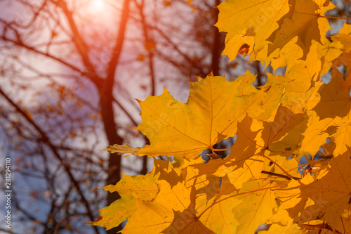 Red maple leaves against the blue sky