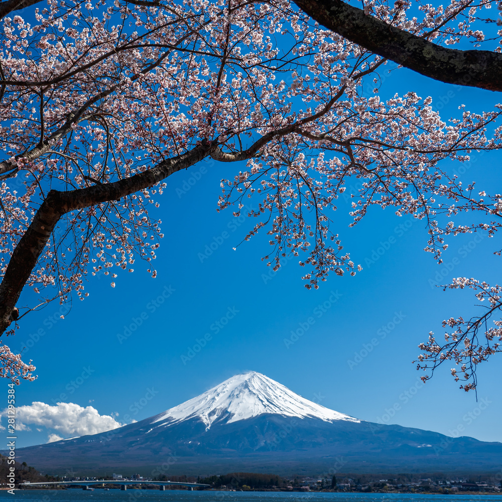 Mt. Fuji in the spring time with cherry blossoms at kawaguchiko Fujiyoshida, Japan. Mt. Fuji in the spring time with cherry blossoms at kawaguchiko Fujiyoshida, Japan.