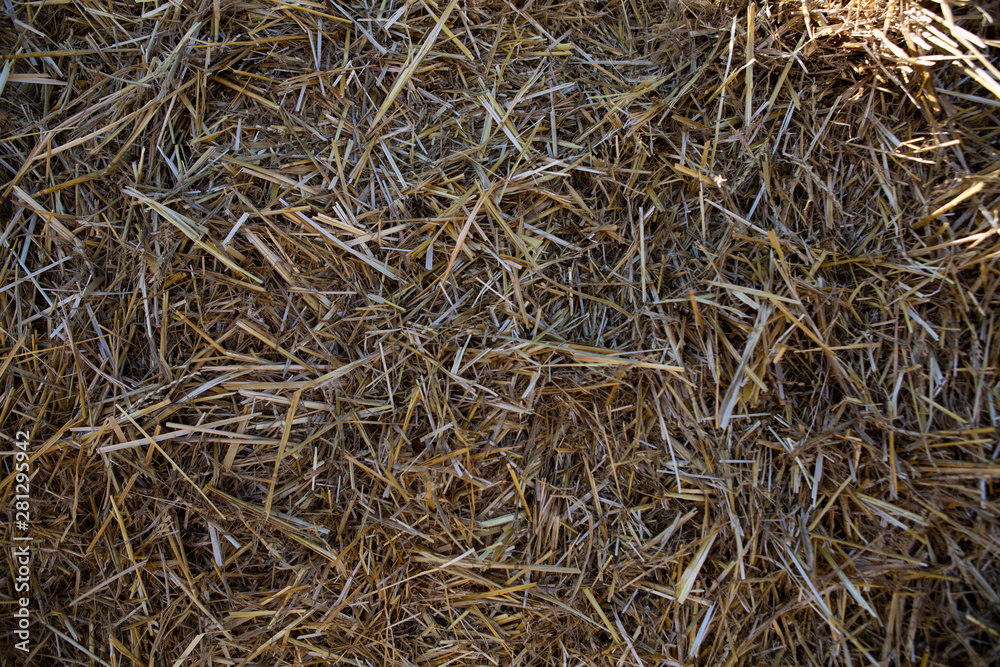 Haystack. Yellow straw. The texture of hay. Background Haystack. Yellow straw. The texture of hay. Background