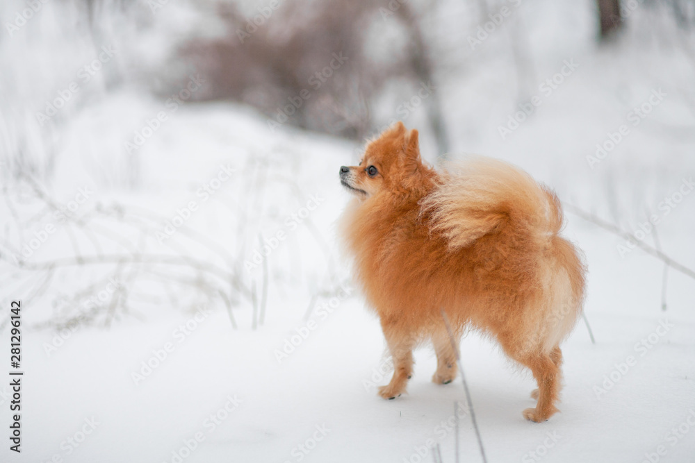 Small dog breed Pomeranian Spitz stands on white snow. Running dog. Pomeranian in snow. Winter puppy. Cute little spitz. Happy active pomeranian spitz in winter. adorable red/orange Pom