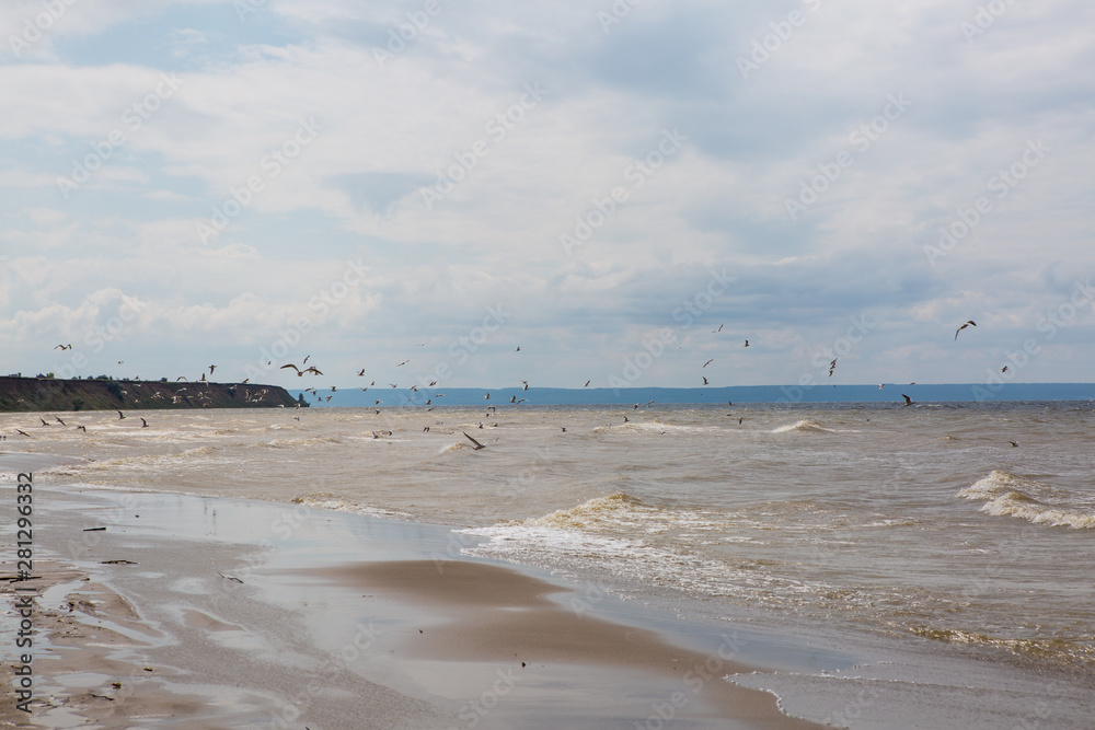 Seagulls flying in the sky over the sea