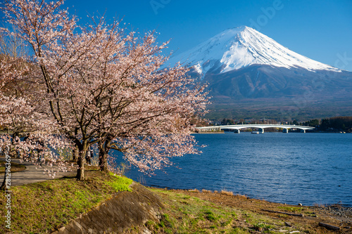 Mt. Fuji in the spring time with cherry blossoms at kawaguchiko Fujiyoshida  Japan.