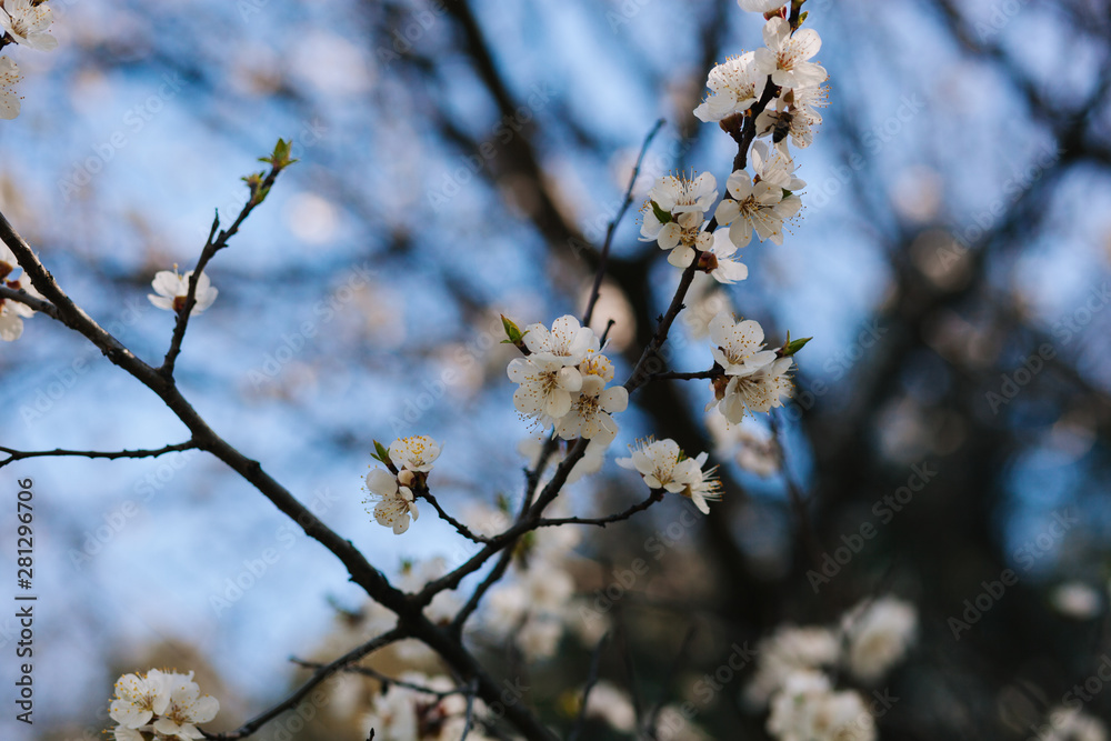 Branches with white flowers. Apple tree in blossom Branches with white flowers. Apple tree in blossom