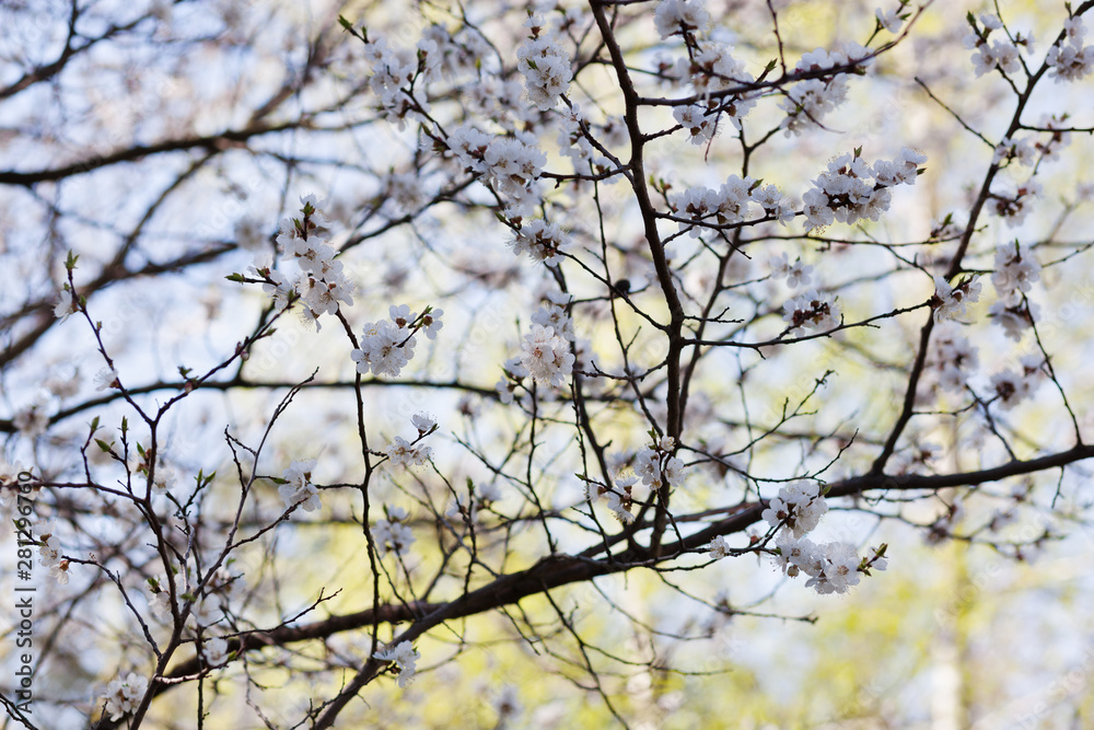 Branches with white flowers. Apple tree in blossom Branches with white flowers. Apple tree in blossom