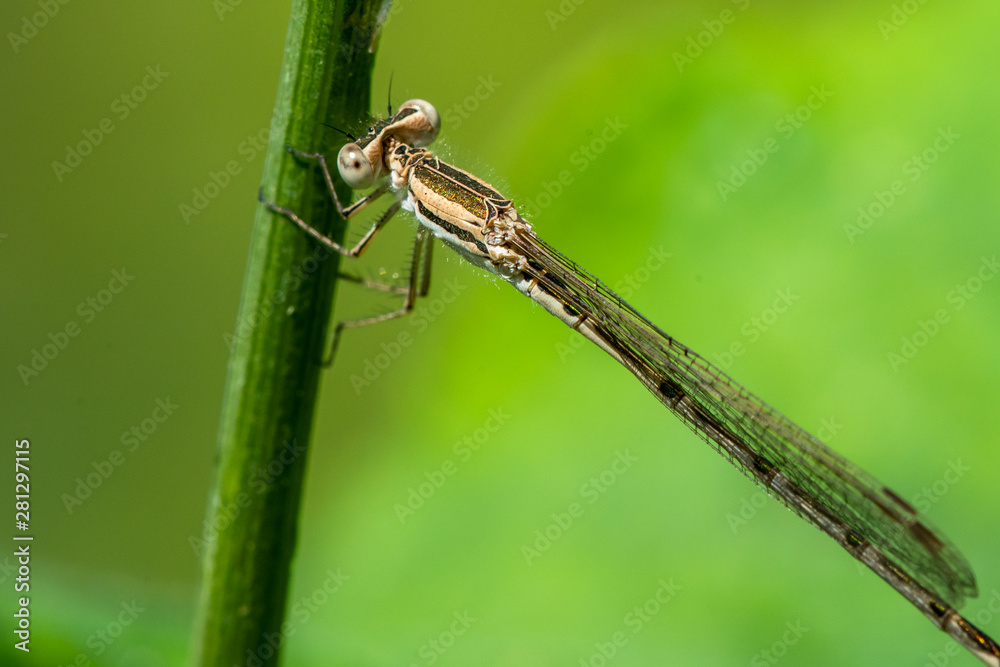 Allphotokz Dragonfly 20170729 2552 D810 Allphotokz Dragonfly 20170729 2552 D810