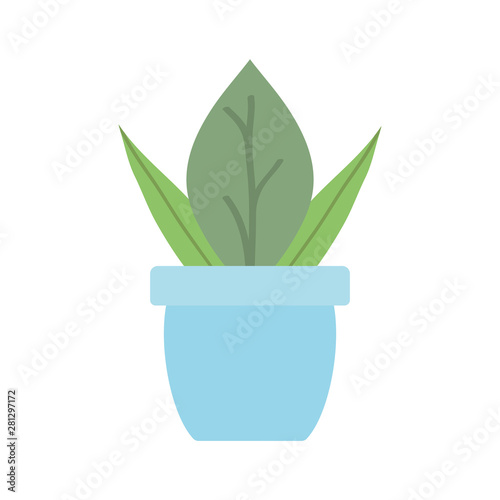 house plant in ceramic pot