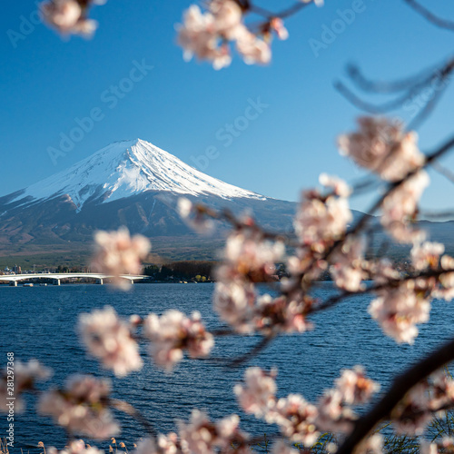 Mt. Fuji in the spring time with cherry blossoms at kawaguchiko Fujiyoshida, Japan.