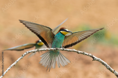 European bee-eater, (Merops Apiaster), outdoors, in action in its natural habitat. Spain