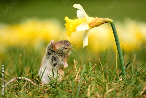 Mouse and daffodil