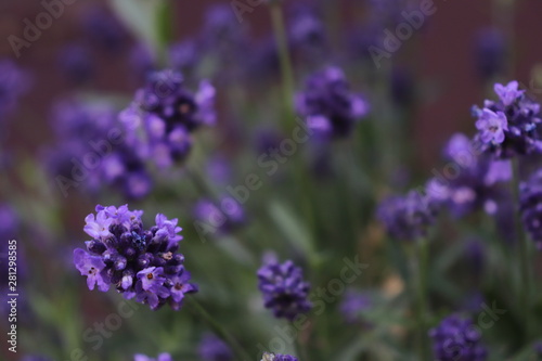 Lavendel