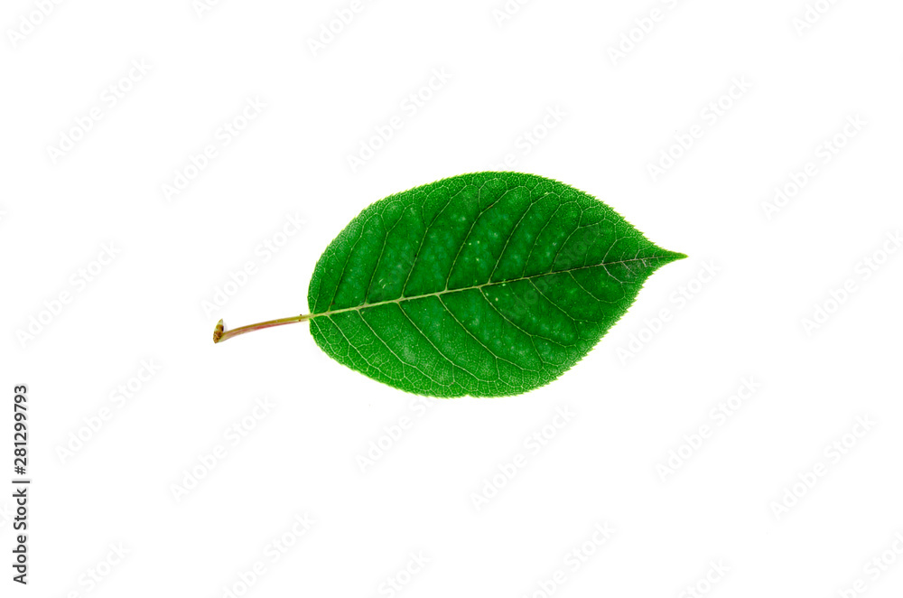 Fototapeta premium bright green leaf on a white background isolated