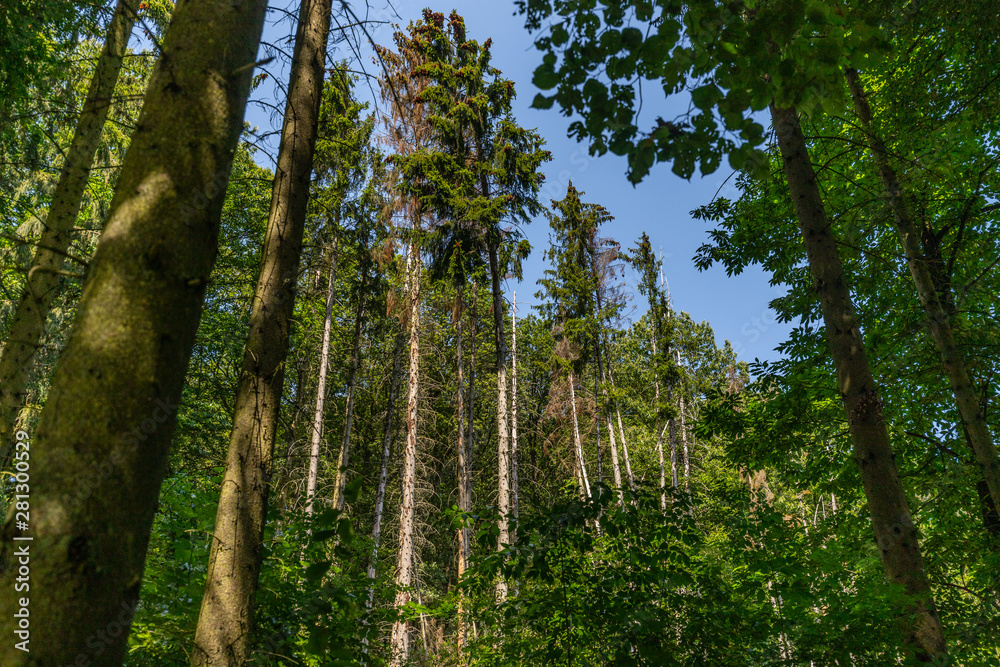 Fototapeta premium Wald mit grünen und abgestorbenen Bäumen