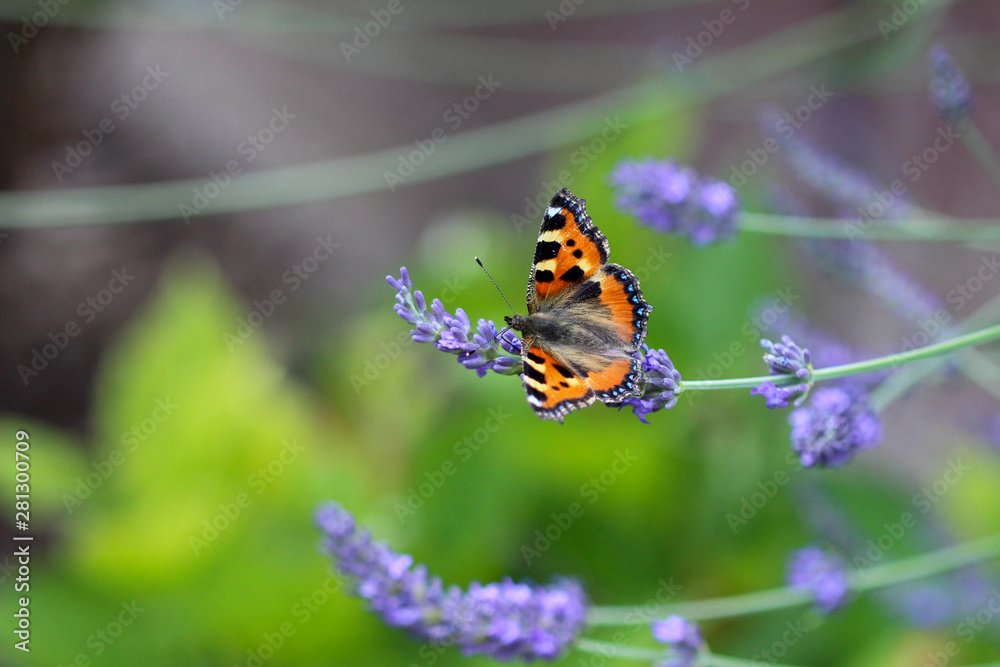 Schmetterling kleiner Fuchs (aglais urticae) auf einer Lavendelblüte Schmetterling kleiner Fuchs (aglais urticae) auf einer Lavendelblüte