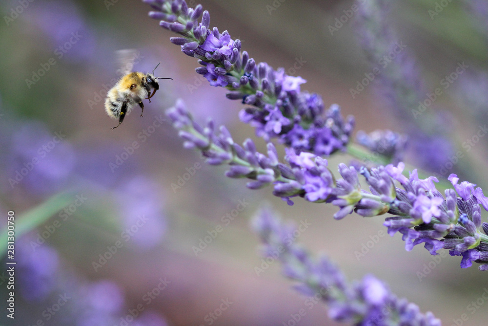 Fliegende Biene vor einer Lavendelblüte