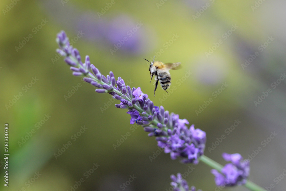 Fliegende Biene vor einer Lavendelblüte Fliegende Biene vor einer Lavendelblüte