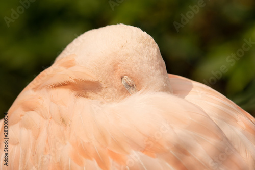schlafender Flamingo