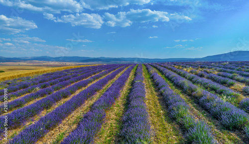 aerial view of lavender fields during a sunny day during the summer in Spain - Image
