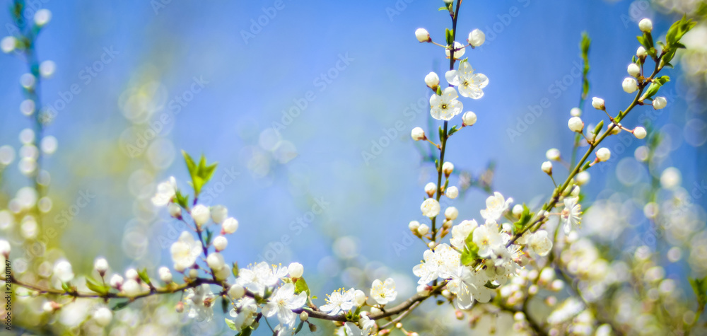 spring blossoming tree branch on blurred blue sky background and foreground spring blossoming tree branch on blurred blue sky background and foreground