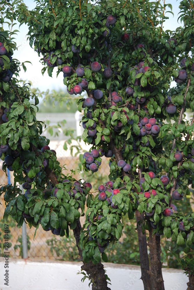 Obraz premium Black Plums on Fruit Tree