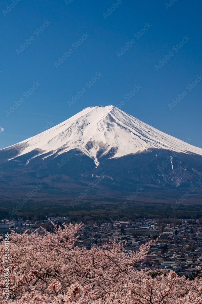 Mt. Fuji in the spring time with cherry blossoms at kawaguchiko Fujiyoshida, Japan.